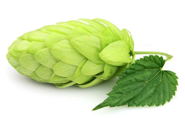 Les bienfaits méconnus des plantes médicinales dans notre quotidien