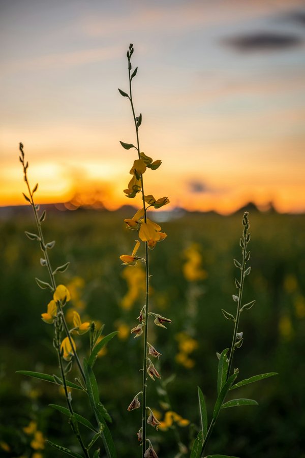Comparatif entre moonrock et icerock : les spécificités des chanvres